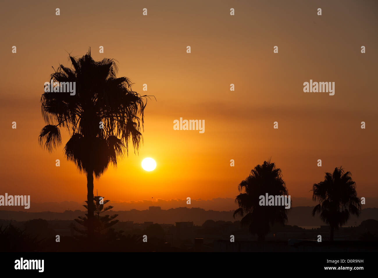 Palm trees silhouettes at sunset in Spain Stock Photo - Alamy