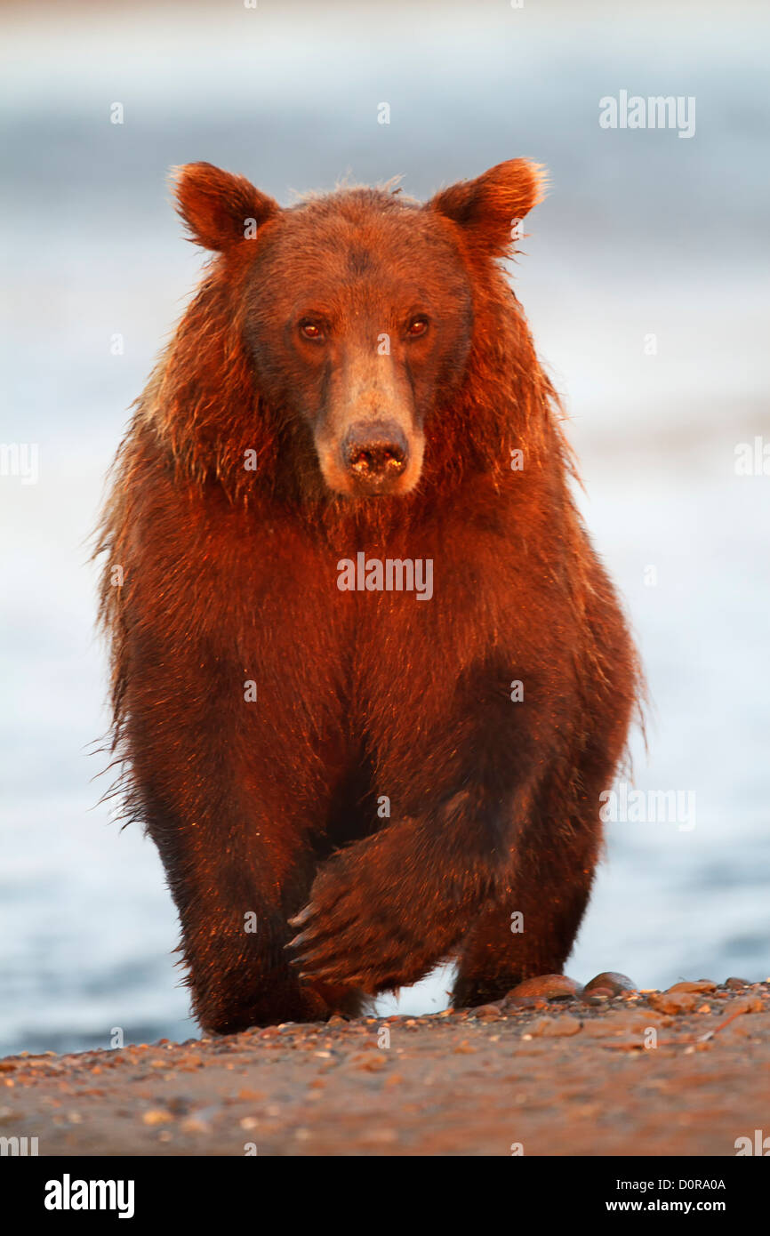 Brown or Grizzly Bear, Lake Clark National Park, Alaska. Stock Photo