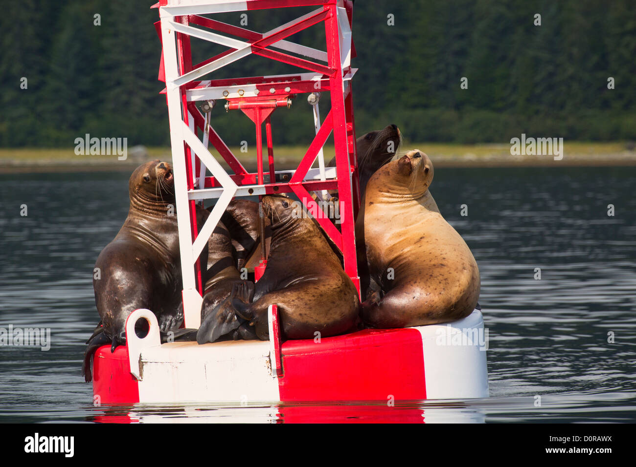 Sea lions on a buoy, Petersburg, Alaska. Stock Photo