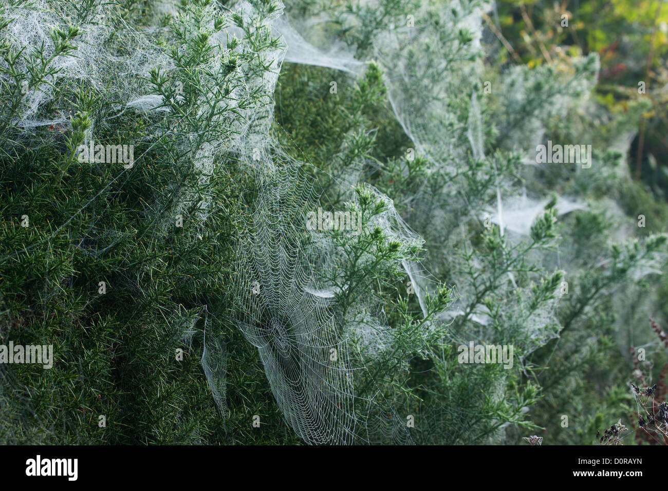 Spider's web, Bulbarrow Hill, Dorset, England, UK Stock Photo
