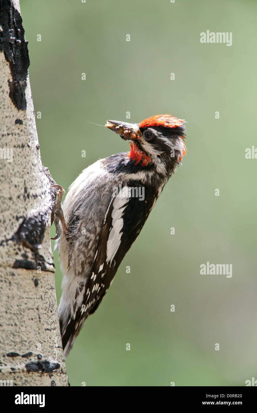 Red-naped Sapsucker perching bird birds woodpecker woodpeckers Ornithology Science Nature Wildlife Environment sapsuckers vertical Stock Photo
