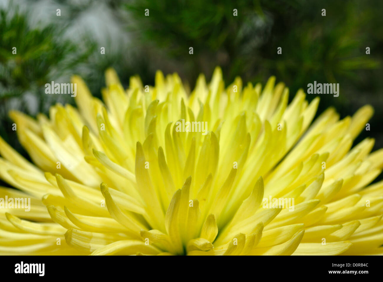 Chrysanthemum flower Stock Photo