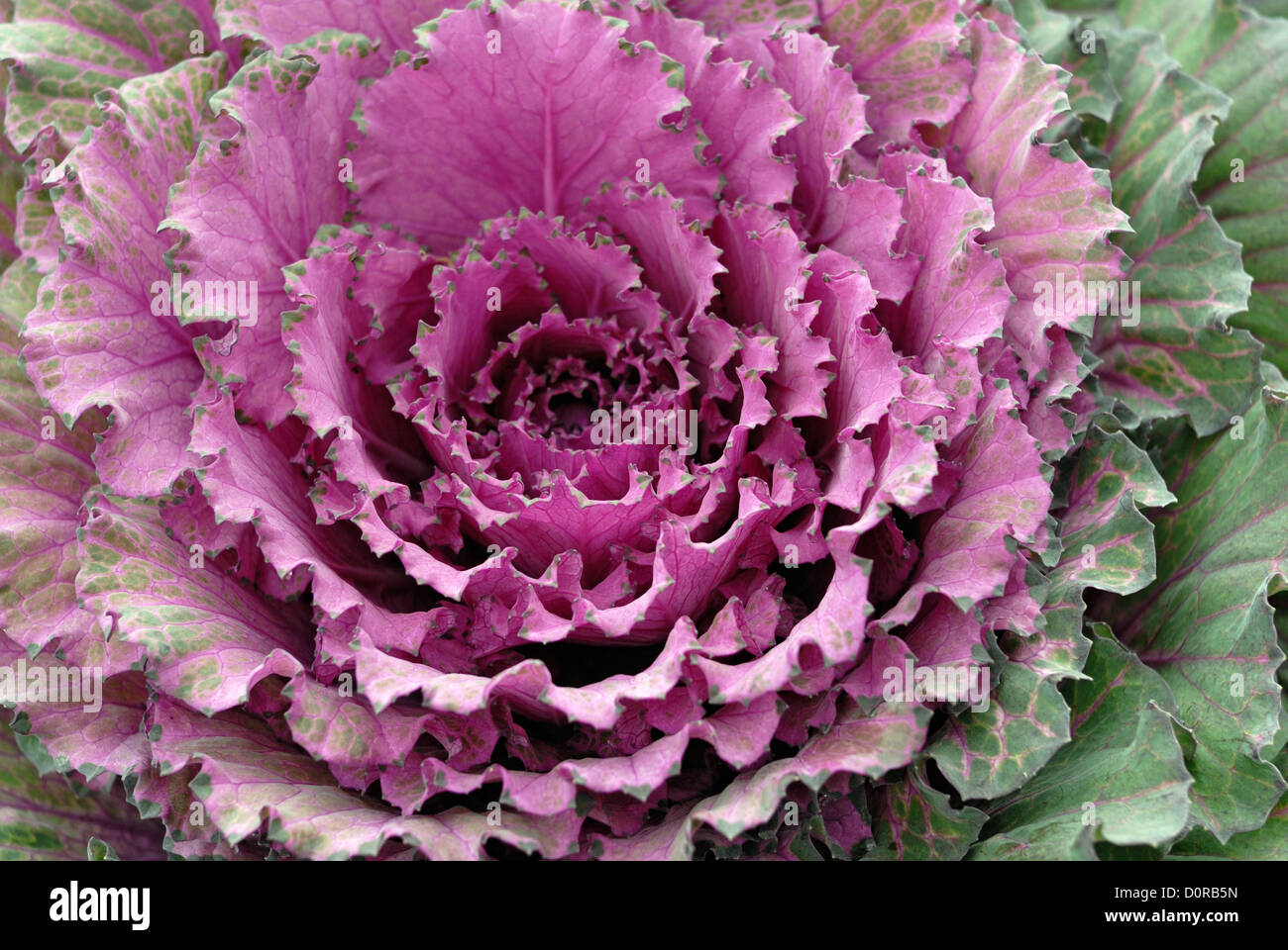 Decorative cabbage Stock Photo