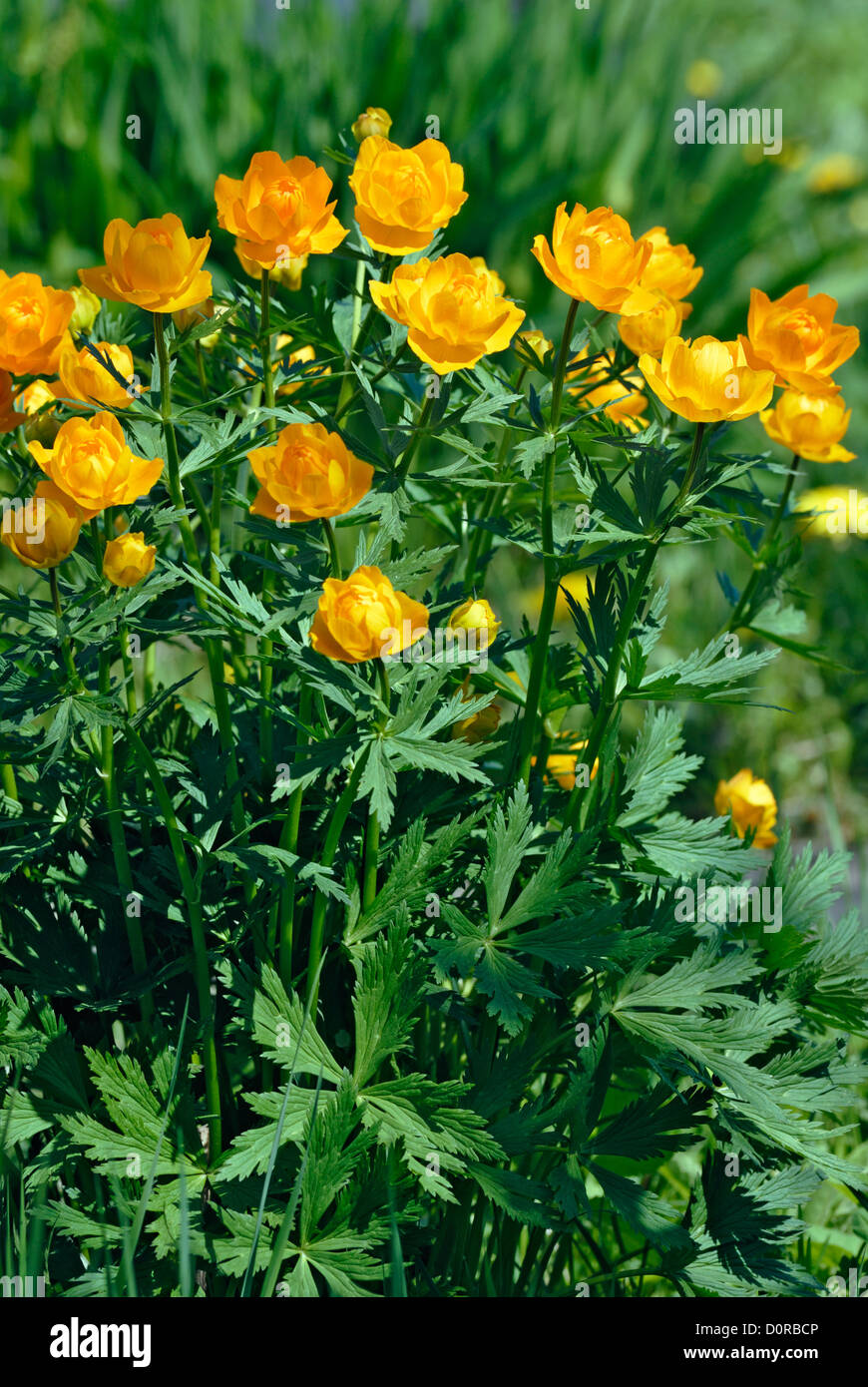 Orange flowers Trollius Asiaticus Stock Photo