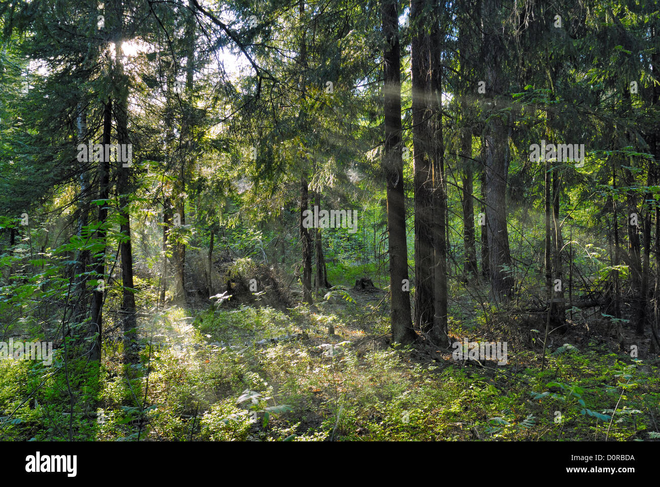 Sun beams shine through trees Stock Photo