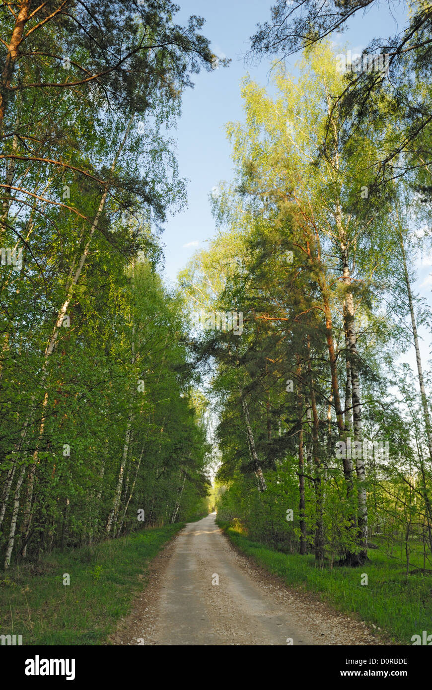 Rural road through the forest Stock Photo