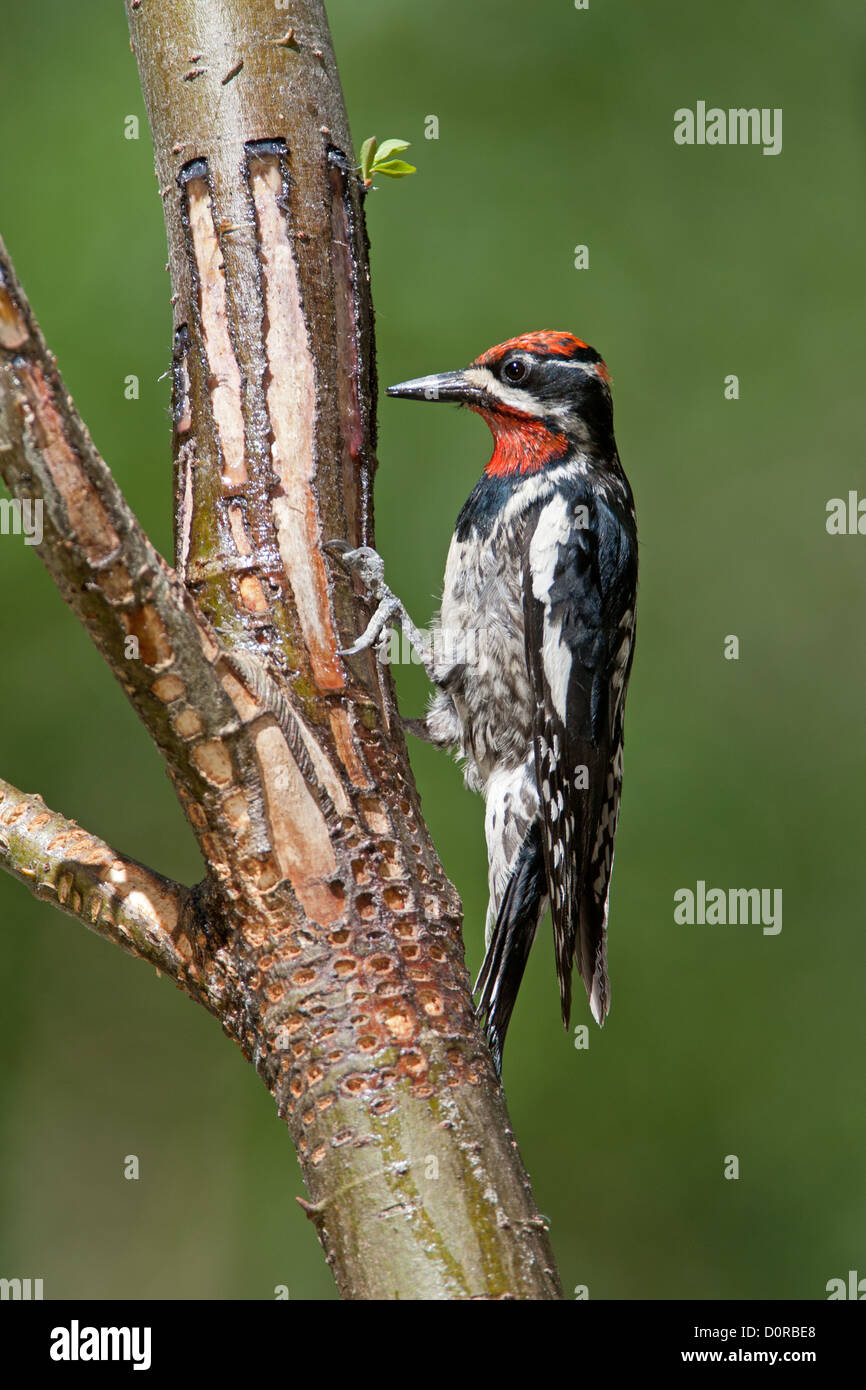 Red-naped Sapsucker at Sap Wells perching bird birds woodpecker woodpeckers Ornithology Science Nature Wildlife Environment sapsuckers vertical Stock Photo