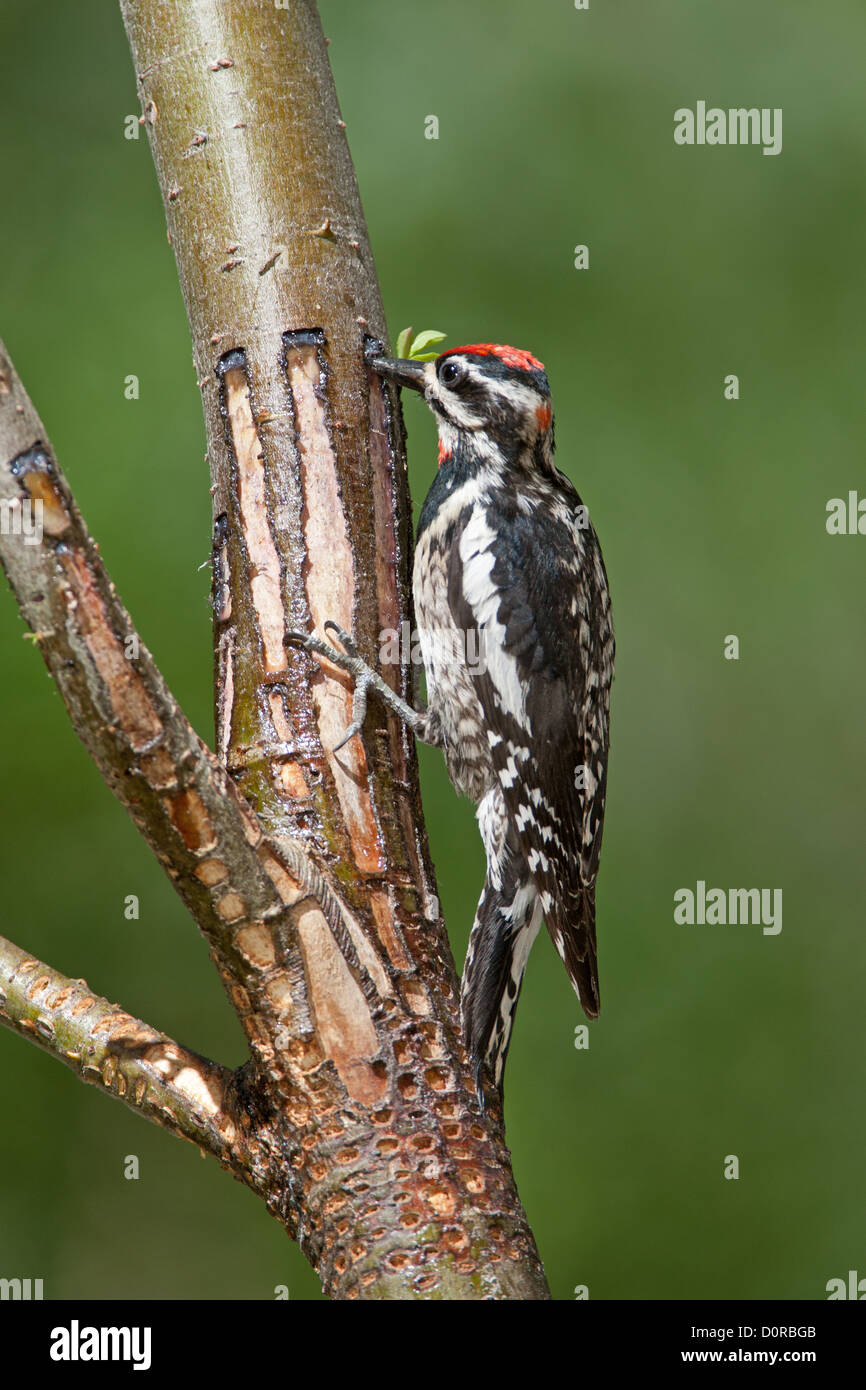Female Red-naped Sapsucker at Sap Wells perching bird birds woodpecker woodpeckers Ornithology Science Nature Wildlife Environment sapsuckers vertical Stock Photo
