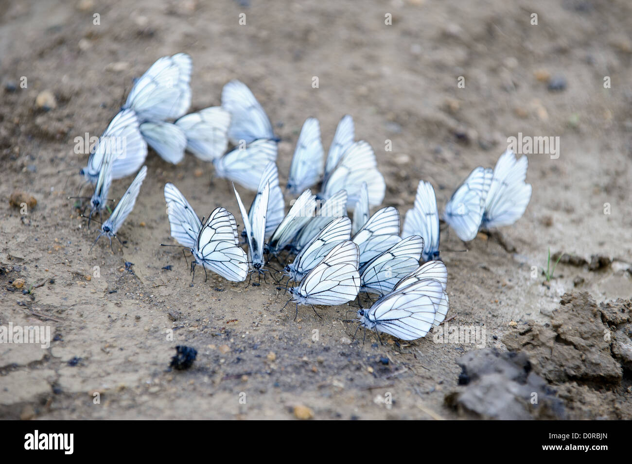 Group of butterflies Stock Photo Alamy
