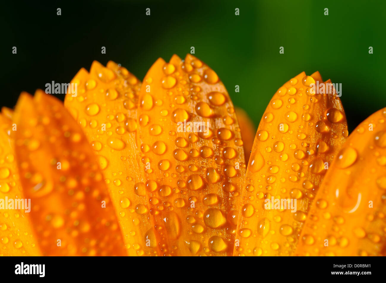 Flower petals with dew drops Stock Photo