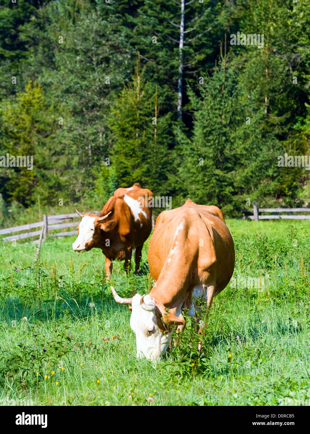 Two cows on summer meadow Stock Photo - Alamy