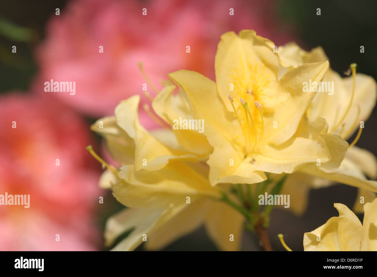 Flowers, Rhododendron Hybrid Stock Photo