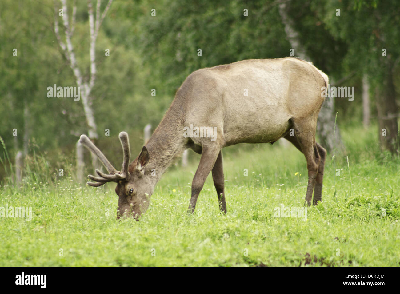 Altai maral hi-res stock photography and images - Alamy