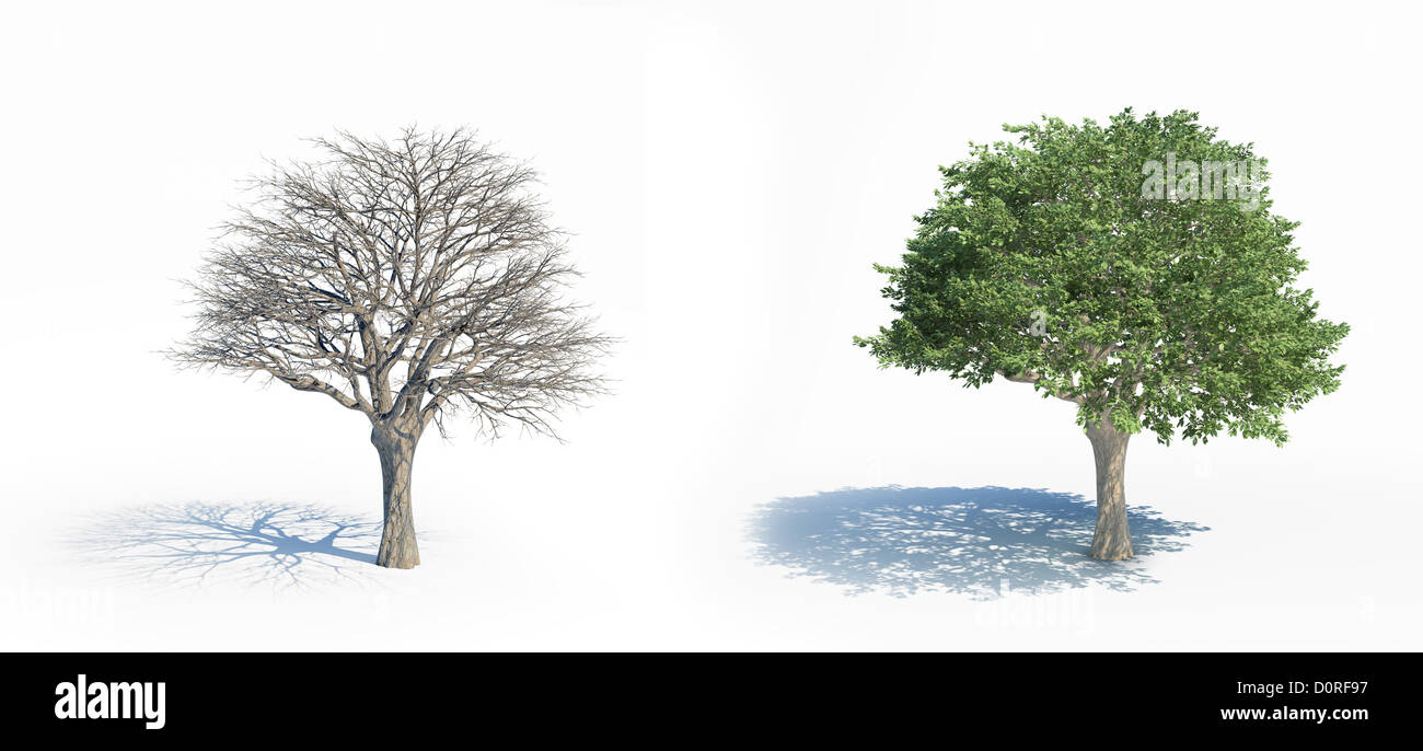 Two isolated trees with and without leafs Stock Photo