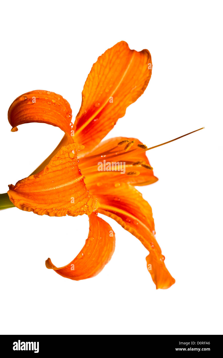 tether top / tigerlily orange