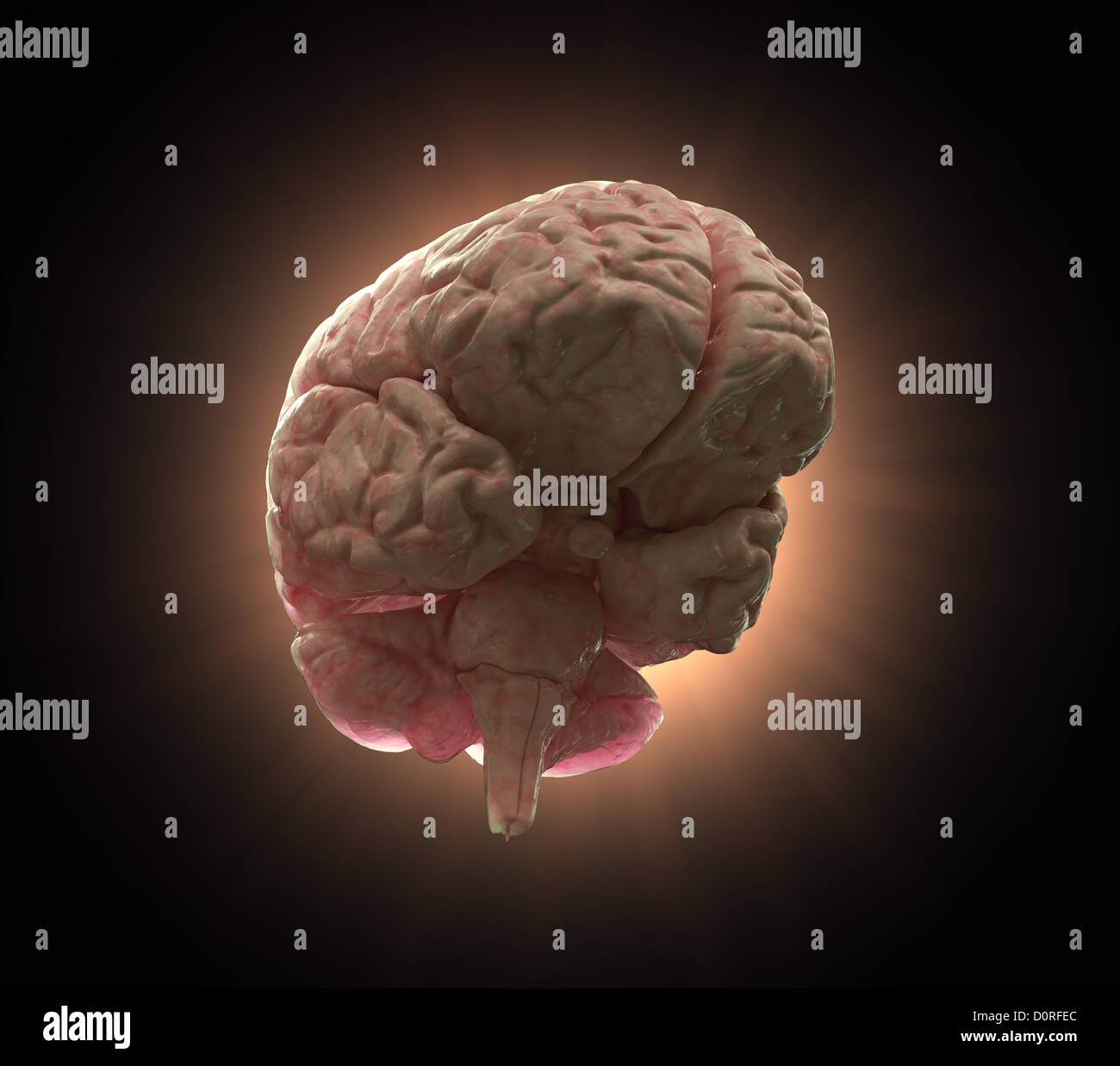 Human brain background illustration Stock Photo
