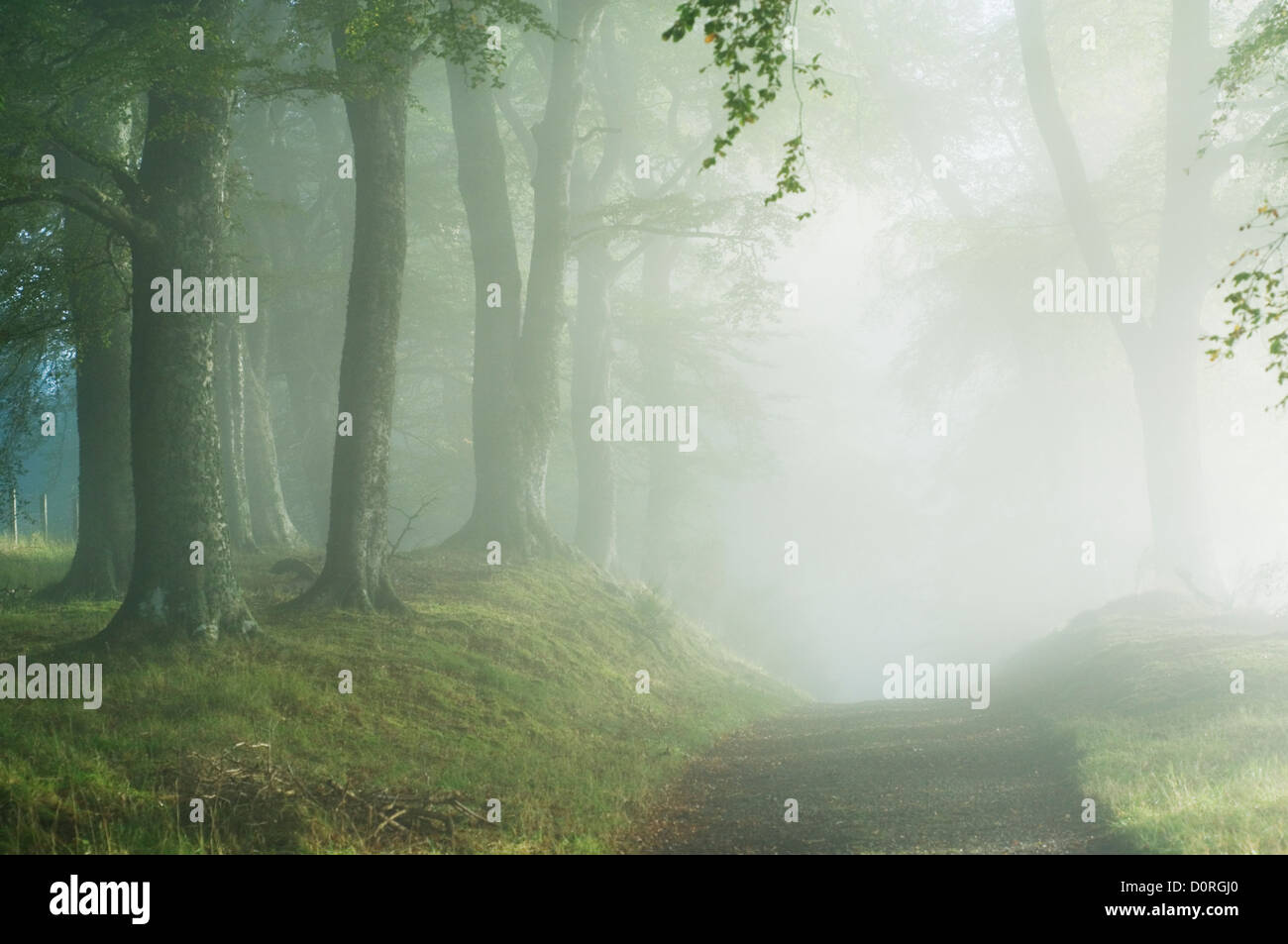 beech Copy Space country countryside dreamy europe fog forest great britain horizontal idyllic landscape mist misty nature Stock Photo