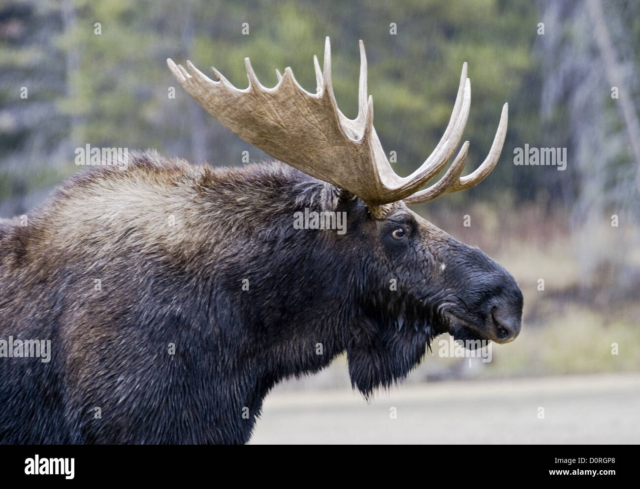 Great Moose Portrait Stock Photo - Alamy