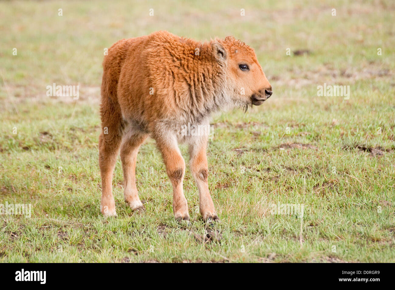 Baby bison hires stock photography and images Alamy