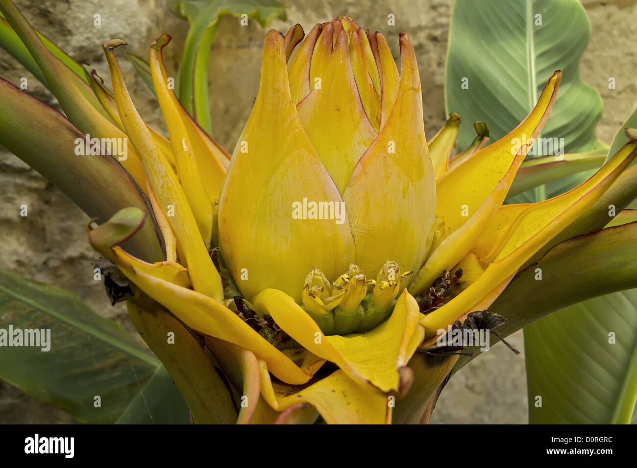 Banana plant uk hires stock photography and images Alamy