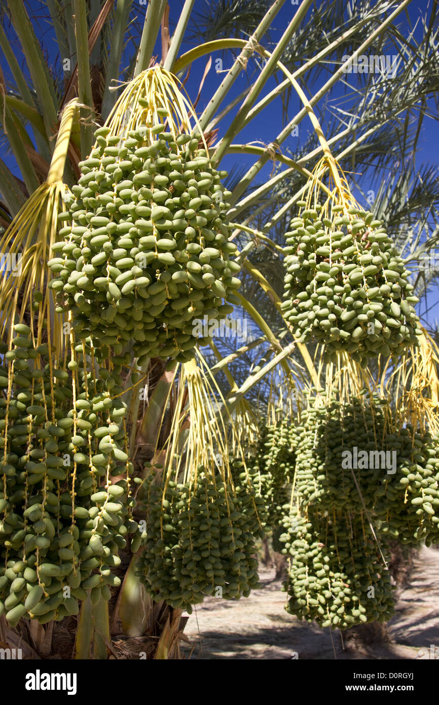 Date Palm Trees Bearing Fruit Stock Photo Alamy