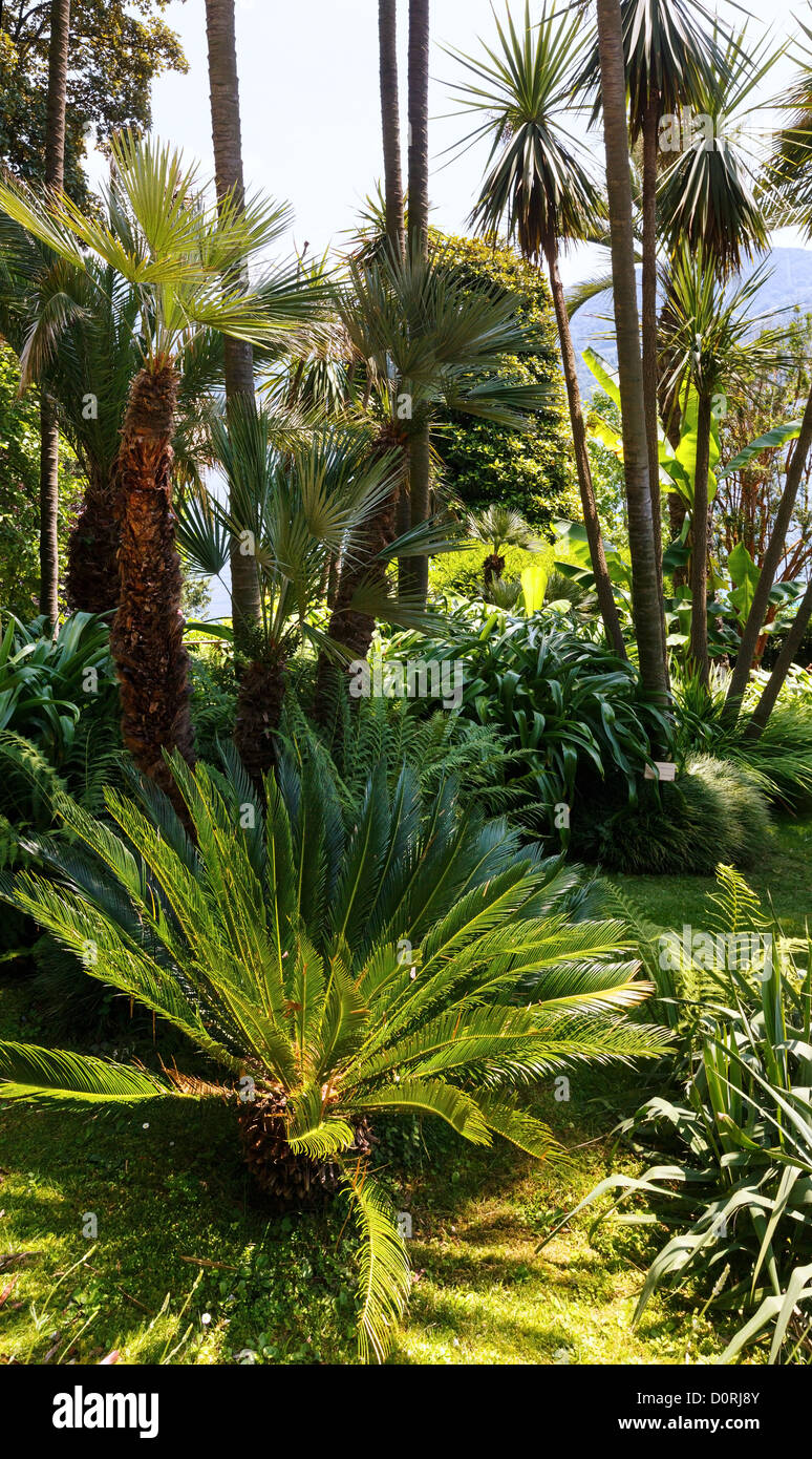 Summer park with palm trees Stock Photo - Alamy