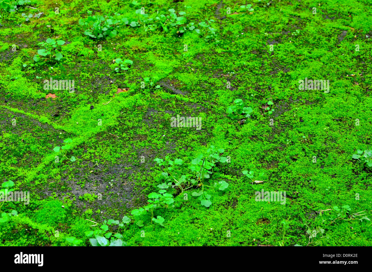 Moss on the bricks. Stock Photo