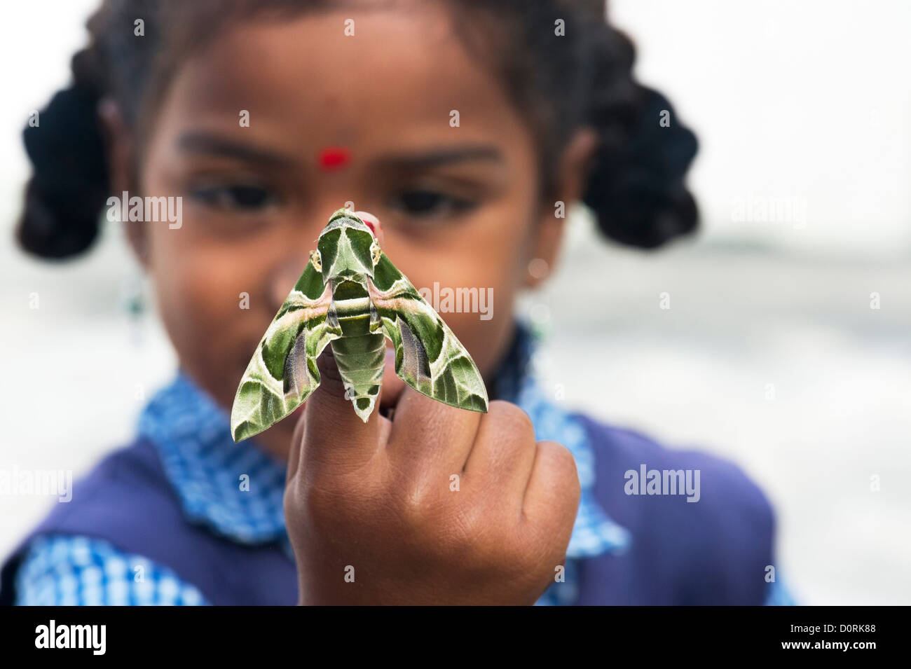Young Indian school girl holding an Oleander Hawk moth . Daphnis nerii Stock Photo