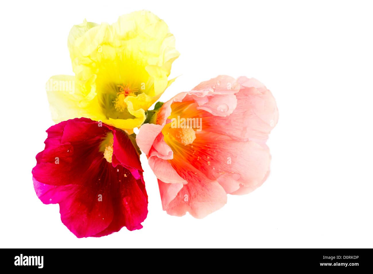 beautiful summer flowers Stock Photo Alamy
