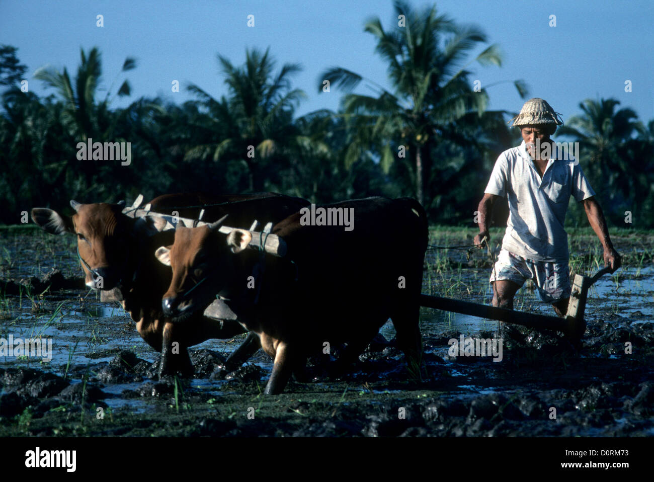 Indonesia, farmer furrowing field with bulls. Stock Photo