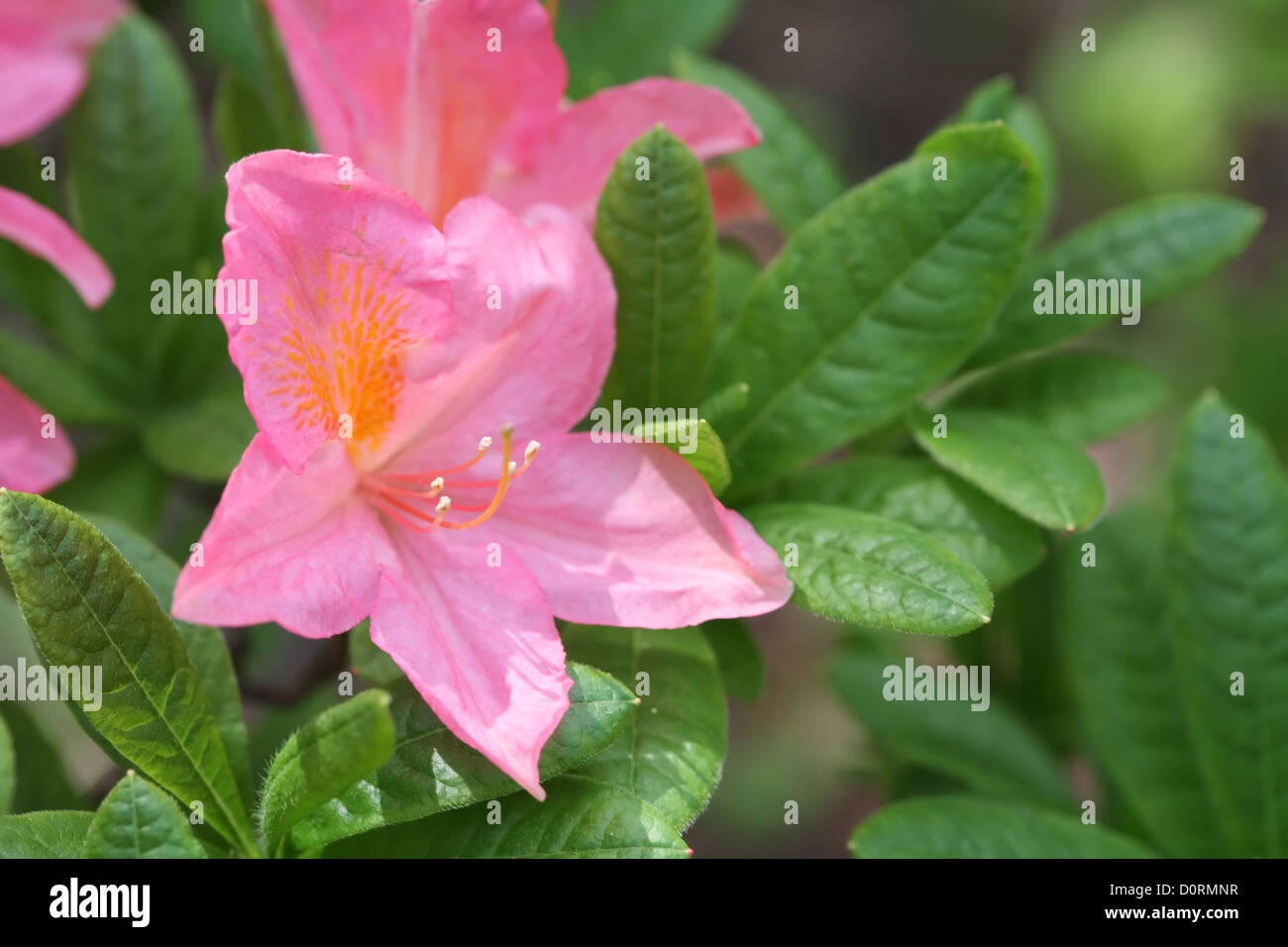 Rhododendron Hybrid Stock Photo
