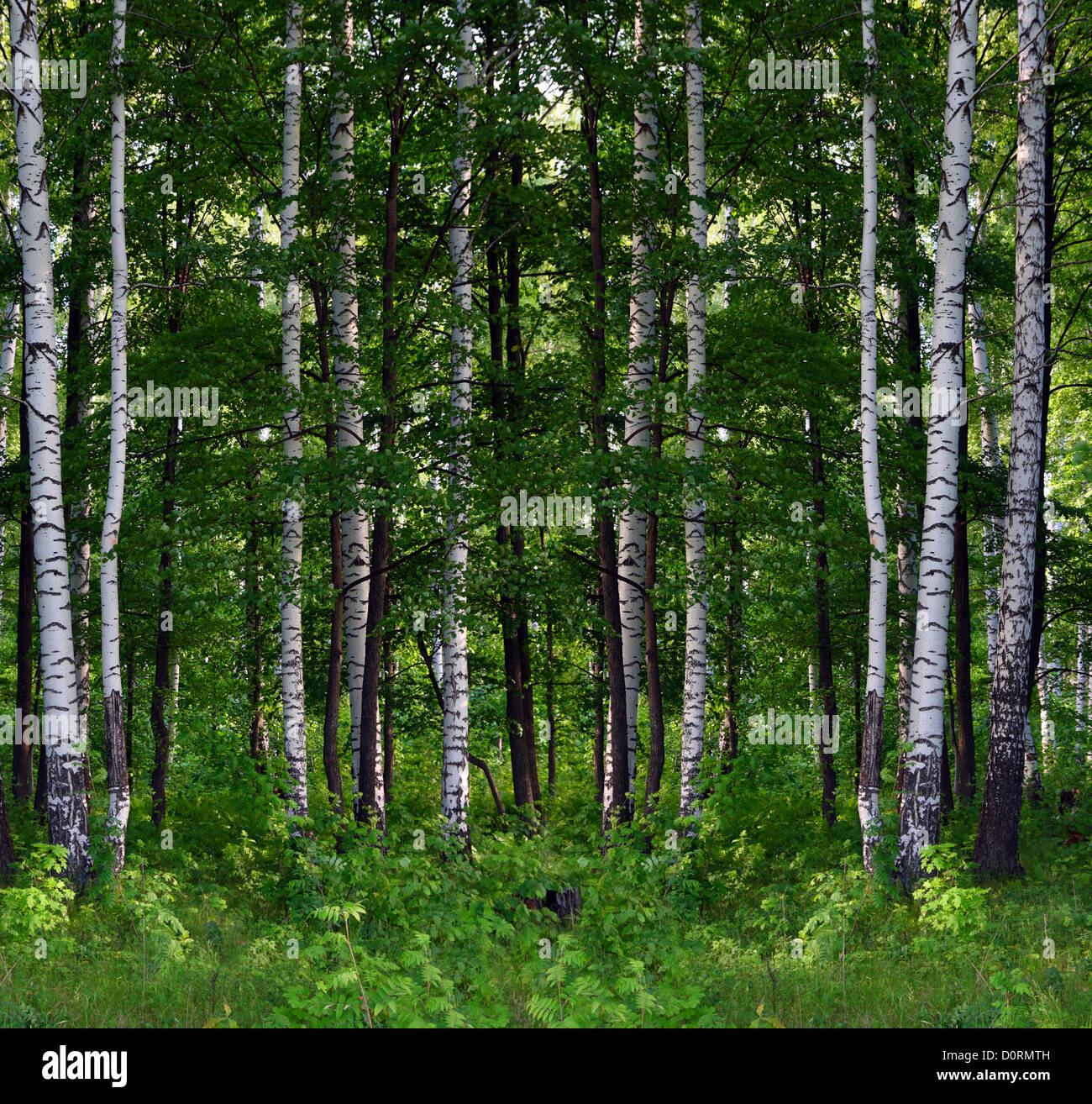 summer birch forest landscape Stock Photo - Alamy