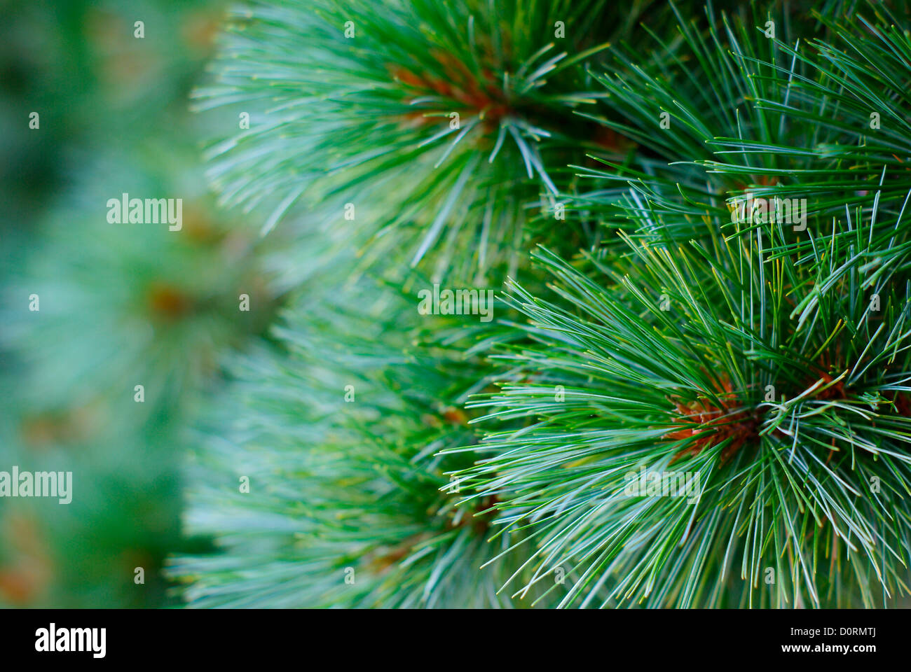 Monterey Pine - Pinus radiata (Pinaceae) Closeup Stock Photo