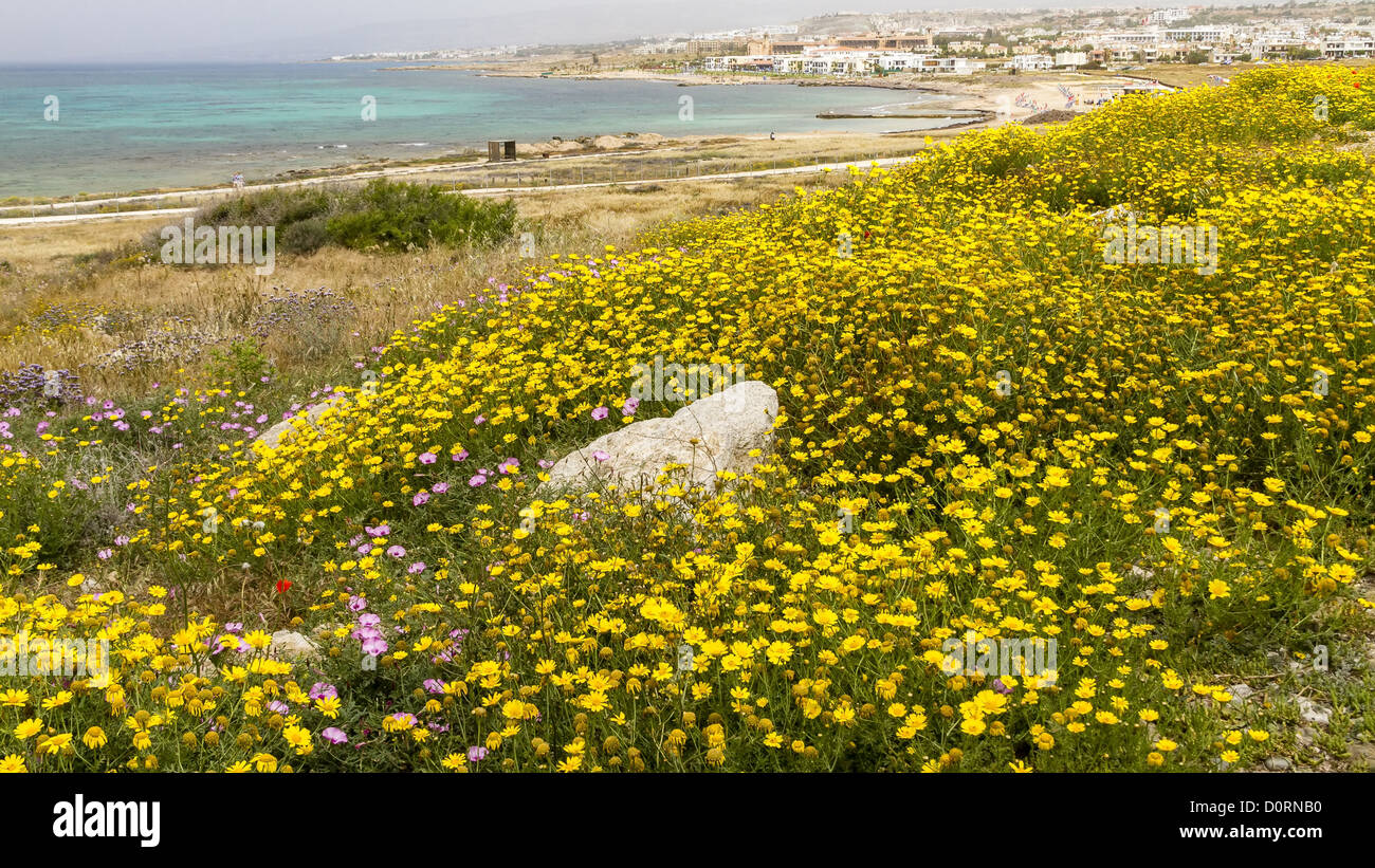 Cyprus wild flower hires stock photography and images Alamy