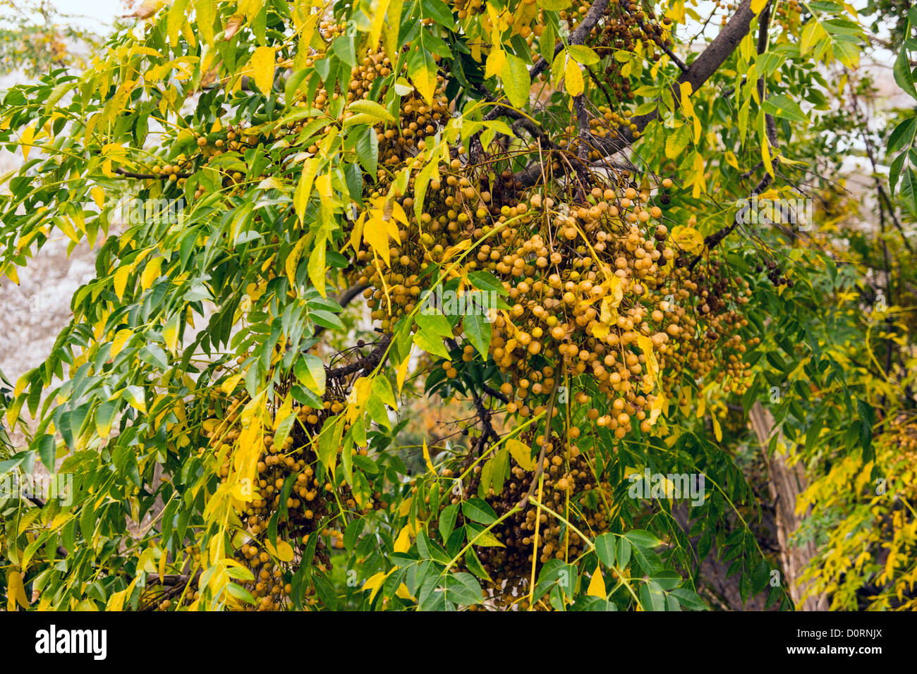 Autumn tints, autumn colors Kalymnos Greece Stock Photo