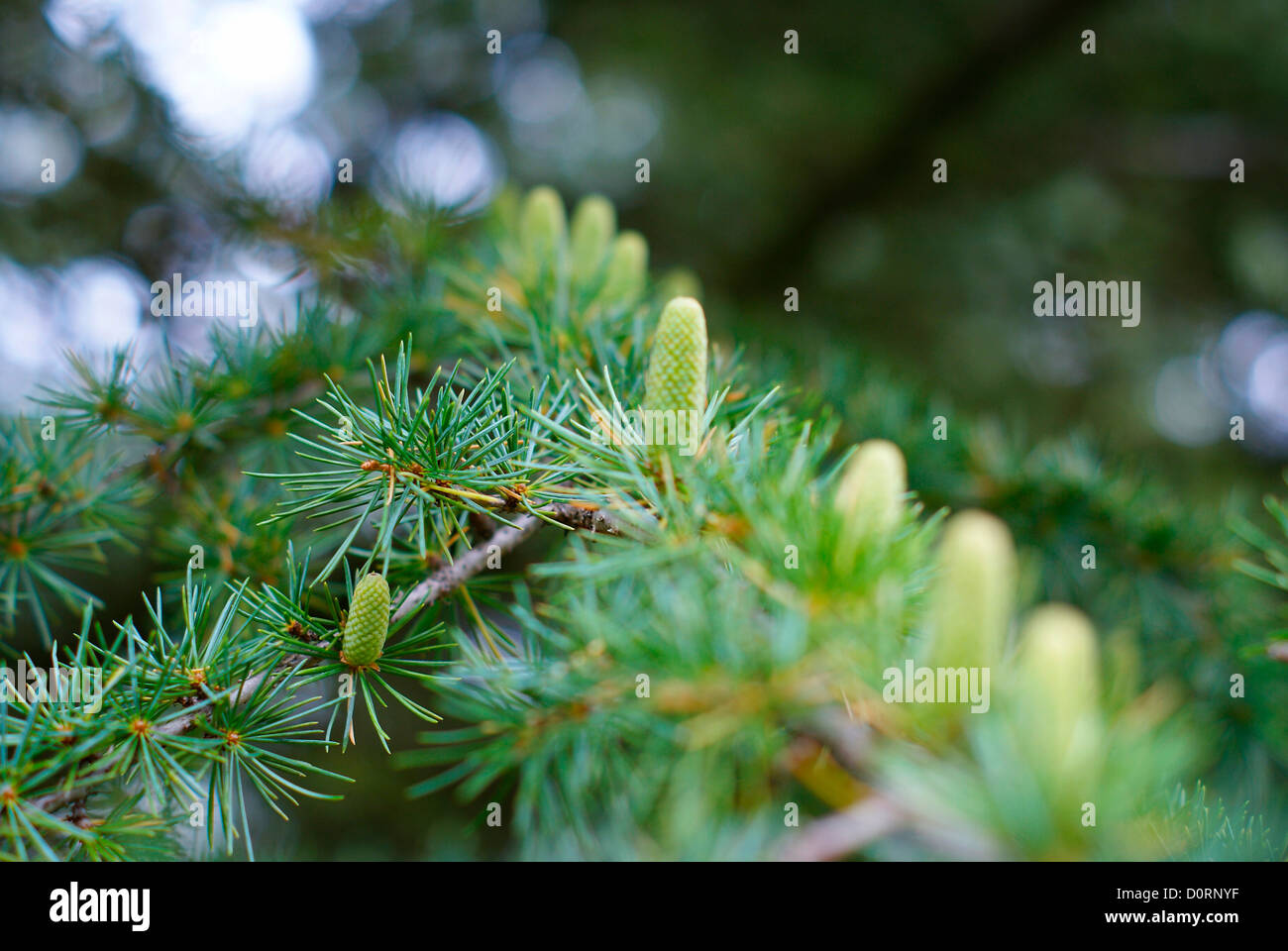 Lebanon Cedar branches with fruit cones - Cedrus Libani Pinaceae libanon Zeder Stock Photo