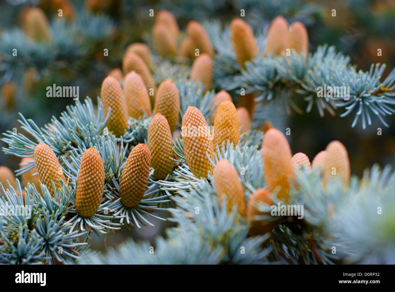 Blue Cedar branches with fruit cones - Cedrus atlantica 'Glauca' Northern Africa Evergreen Stock Photo