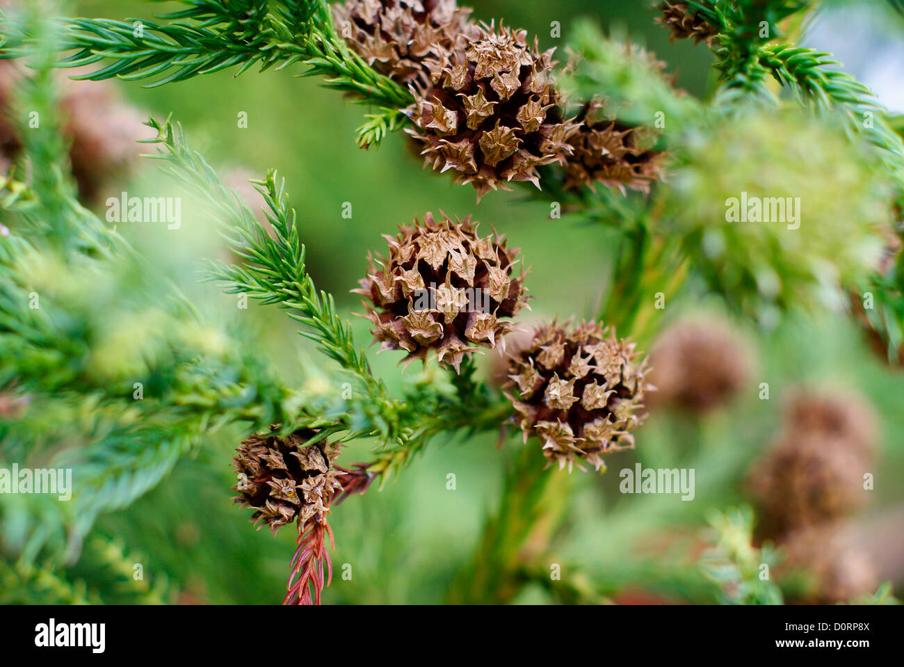 Japanese Cedar branches with open cones - Cryptomeria japonica, Cupressaceae, Japan Stock Photo