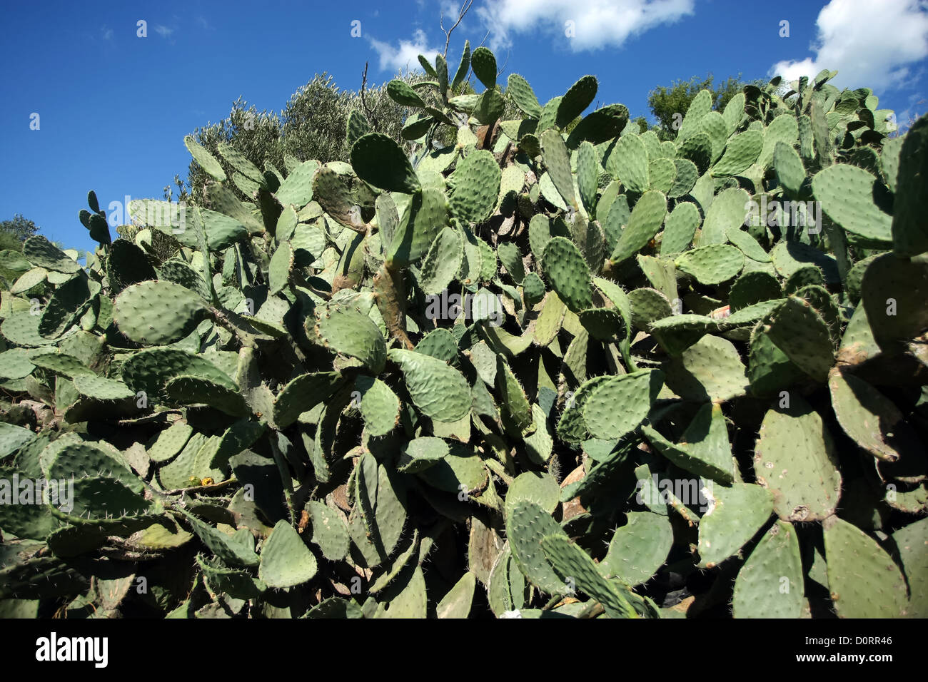Cactus in Tunisia is used as a fence around the property Stock Photo - Alamy