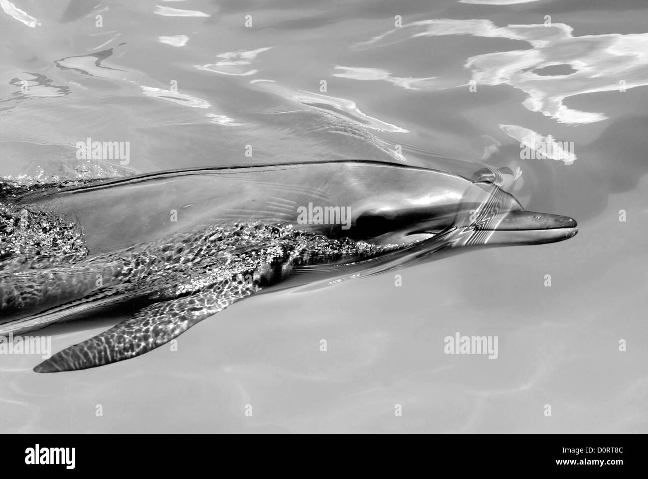Bottlenose dolphin, Tursiops truncatus Stock Photo