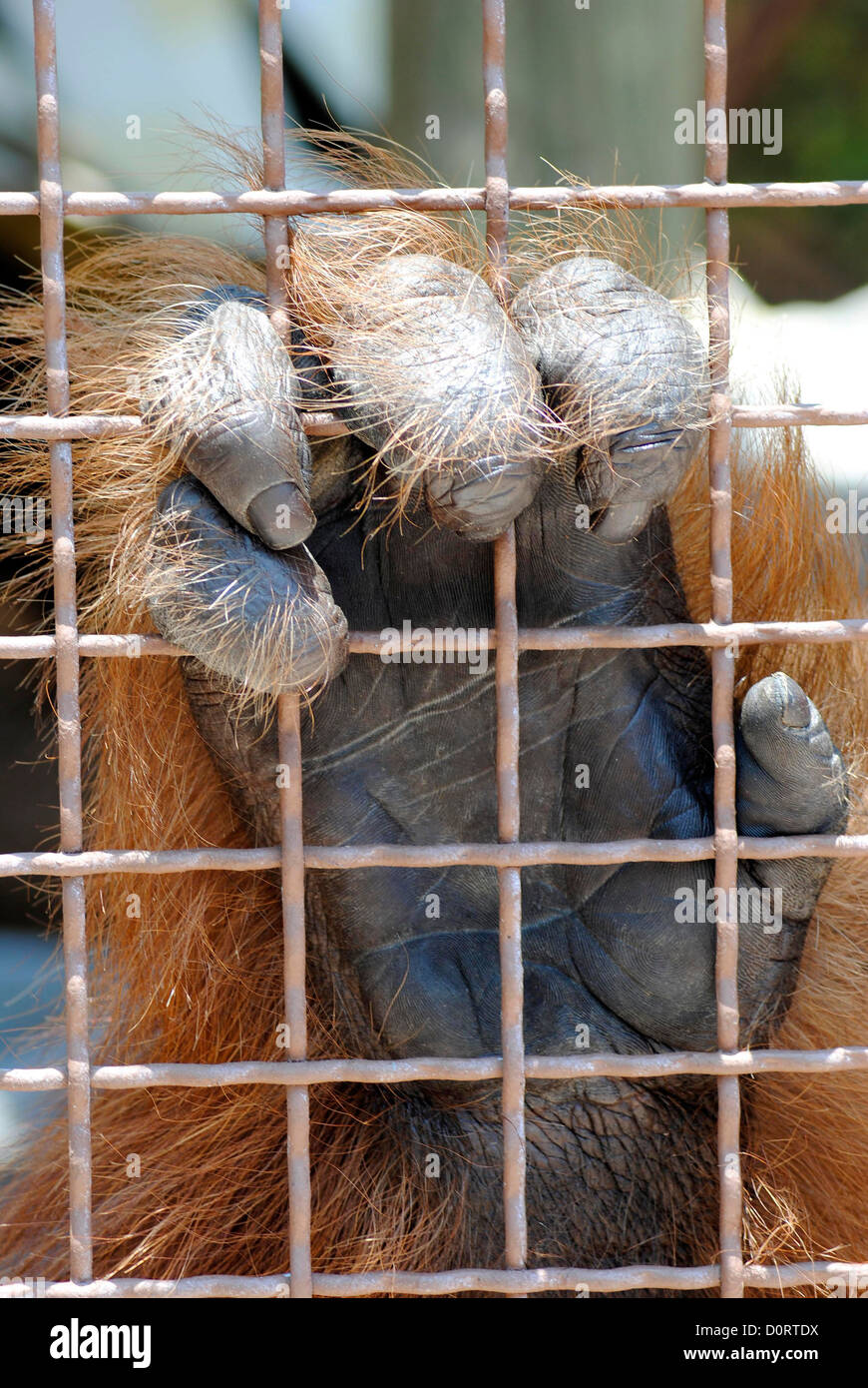 Orangutan hand (Pongo pygmaeus) Stock Photo