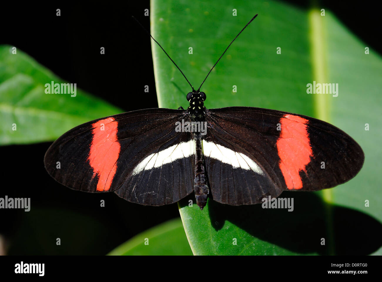 Crimson-patched Longwing Butterfly Stock Photo