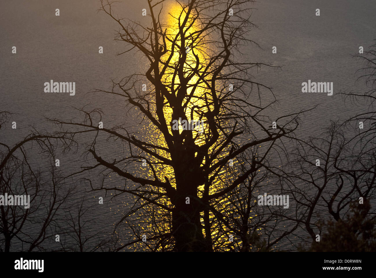Firey Tree in Evening's Light Stock Photo