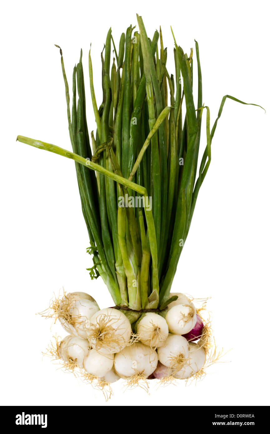 Tied onions Cut Out Stock Images & Pictures Alamy