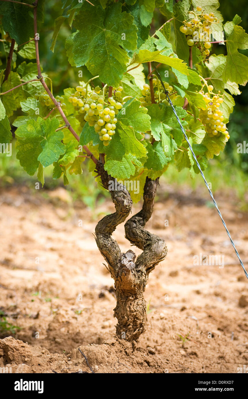 entire grapevine detail withe trunk and earth, white raisins Stock Photo
