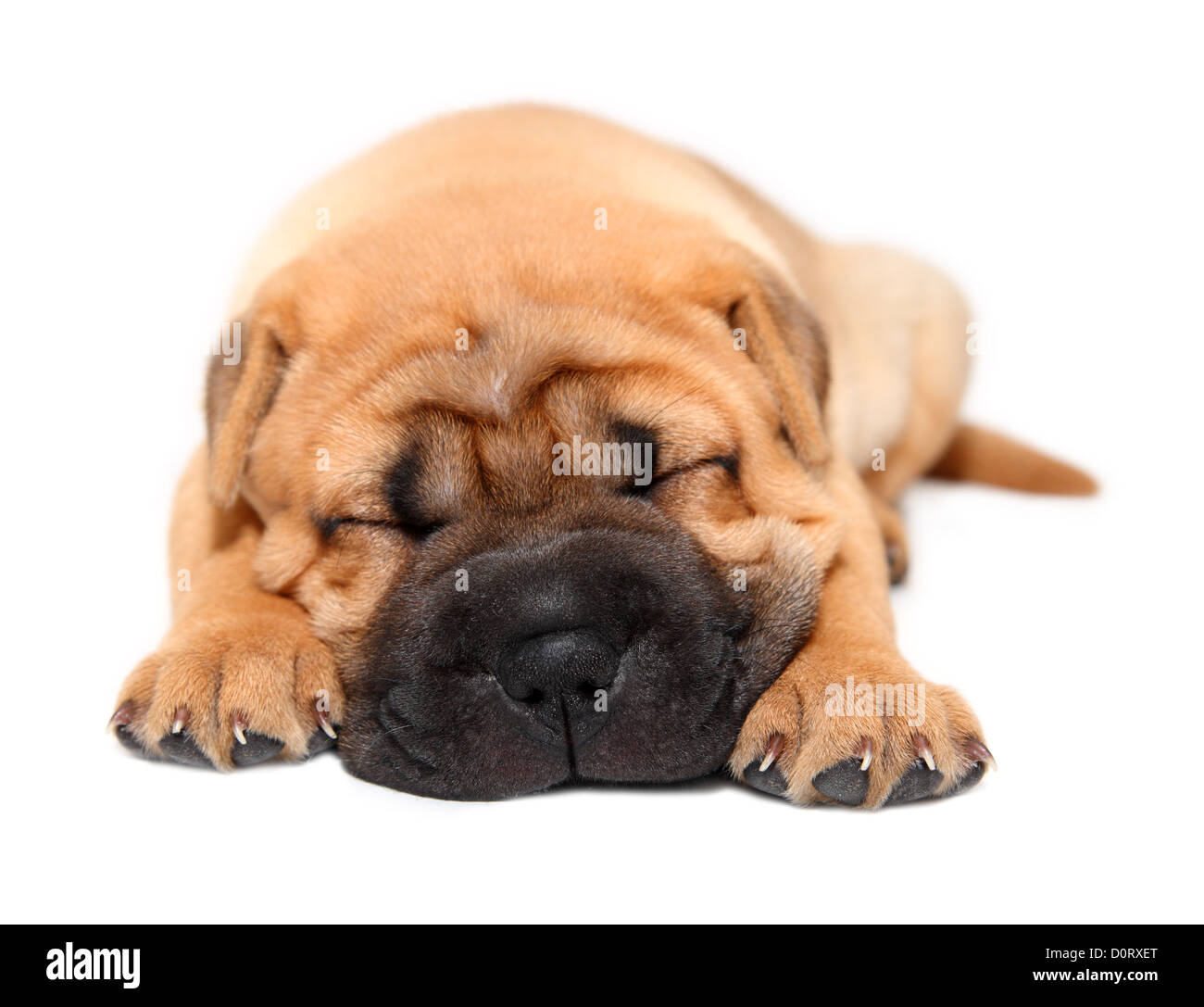 shar pei puppy dog sleeping Stock Photo