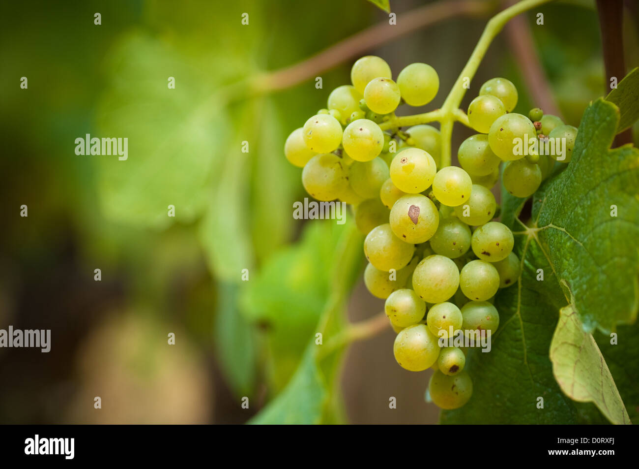 detail of grapevine withe room for text and blur effect, white raisins and leaves Stock Photo