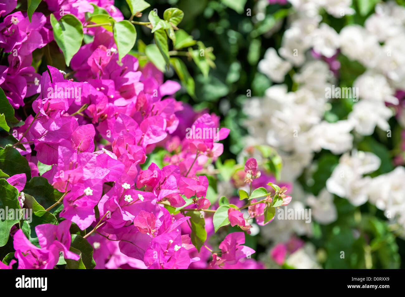 Bougainvillea flowers Stock Photo