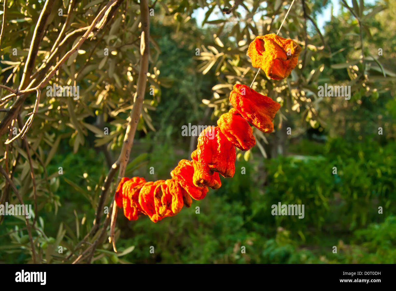 Organic Bell Peppers Hanged To Sun Dry Stock Photo Alamy