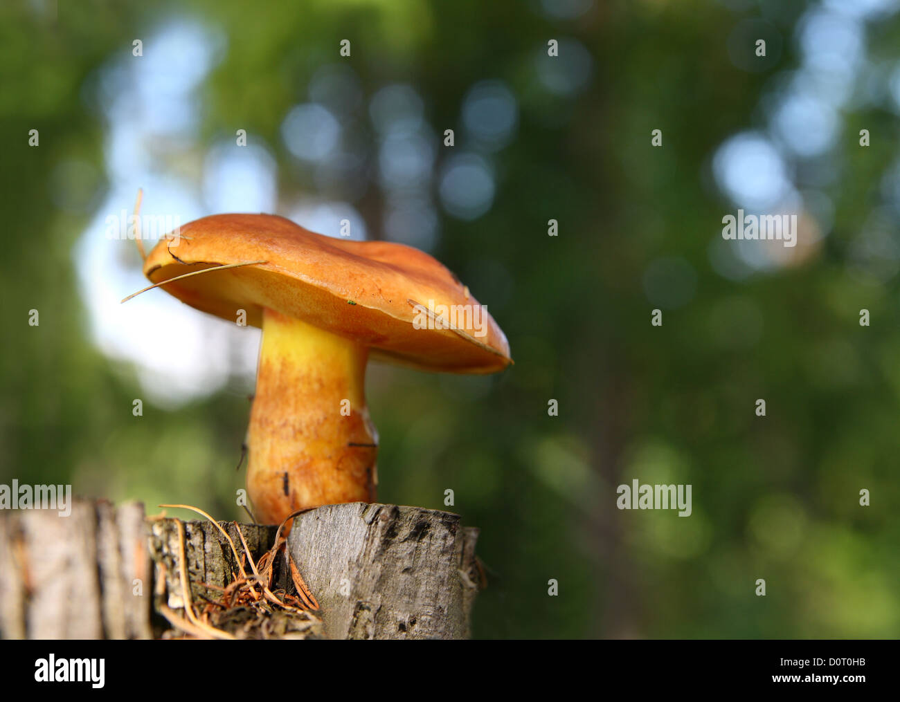mushroom on stump in forest Stock Photo